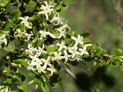 Everistia vacciniifolia