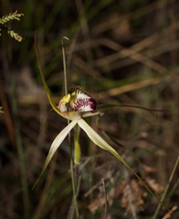 Caladenia tentaculata × venusta