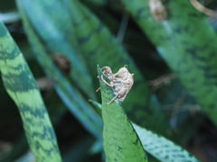 Cryptotympana atrata