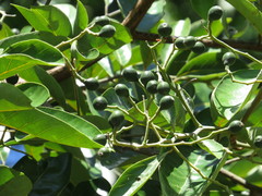 Cryptocarya hypospodia