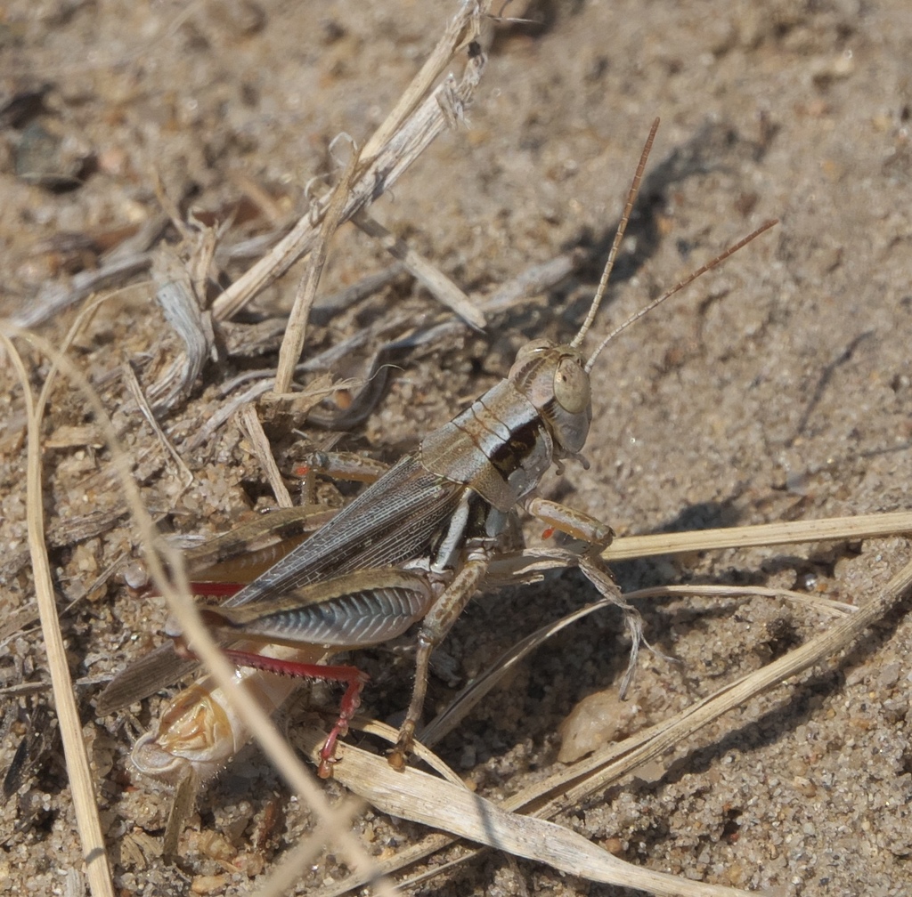 Narrow-winged Locust