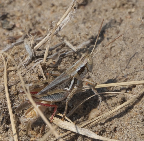 Narrow-winged Locust