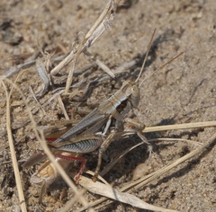 Melanoplus angustipennis