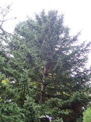 Picea glehnii