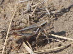 Melanoplus angustipennis