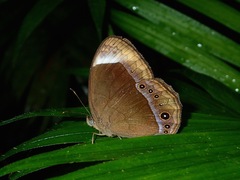 Mycalesis anaxias