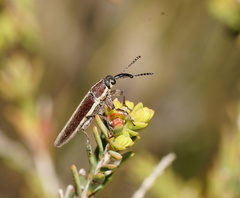 Stenobelus tibialis