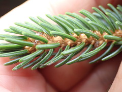 Picea glehnii