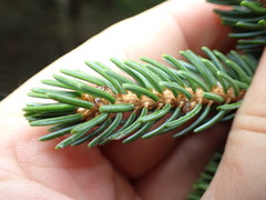 Picea glehnii