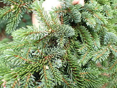 Picea glehnii