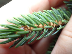 Picea glehnii