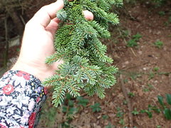 Picea glehnii