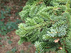Picea glehnii