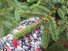 Picea glehnii