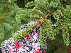 Picea glehnii