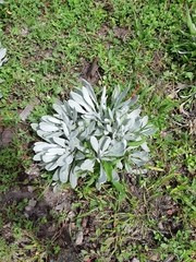 Packera candidissima