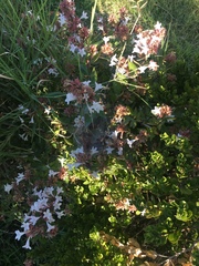 Abelia × grandiflora