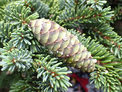 Picea glehnii