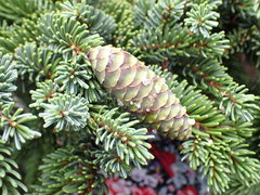 Picea glehnii