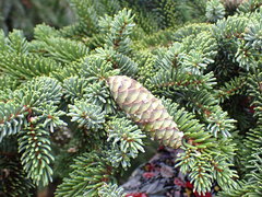 Picea glehnii