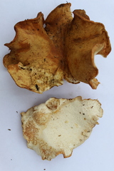 Albatrellus avellaneus