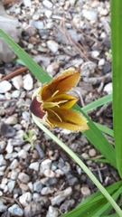 Calochortus purpureus