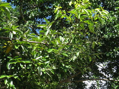 Cryptocarya hypospodia