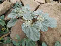 Chrozophora tinctoria