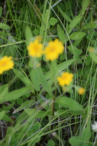 Image of Chamisso arnica by (c) Syd Cannings, some rights reserved (CC BY)