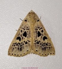 Herminodes atrosignata