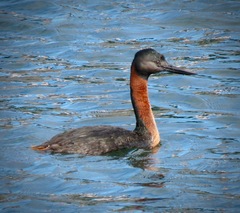 Podiceps major