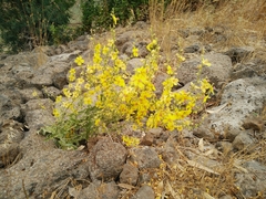 Verbascum gaillardotii