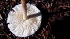 Leucoagaricus meleagris