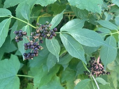 Sambucus racemosa melanocarpa