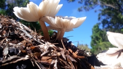 Leucoagaricus meleagris
