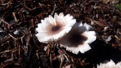 Leucoagaricus meleagris