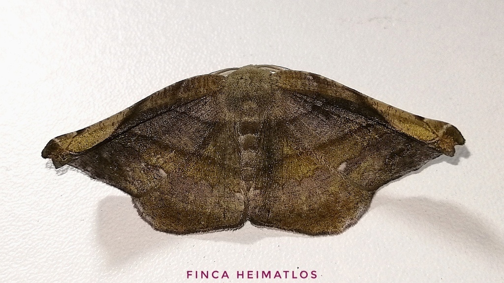 Hygrochroma olivinaria