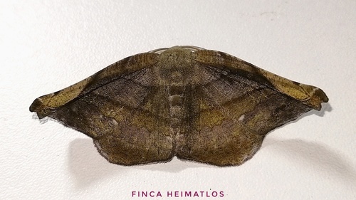 Hygrochroma olivinaria