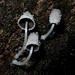 Coprinopsis Sect. Narcoticae - Photo (c) Grey Smith, some rights reserved (CC BY), uploaded by Grey Smith