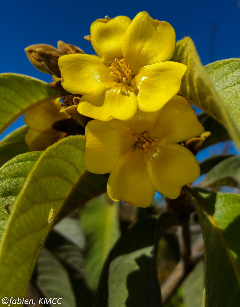 Hugonia brewerioides