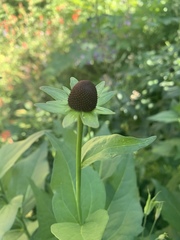 Rudbeckia occidentalis