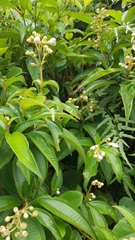 Miconia subhirsuta