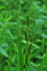 Carex shortiana