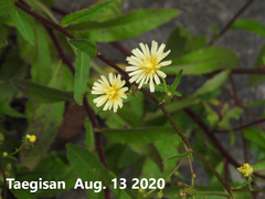 Lactuca indica
