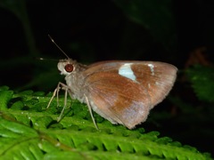 Notocrypta