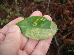 Corythoxestis zorionella