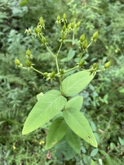 Hypericum nudiflorum