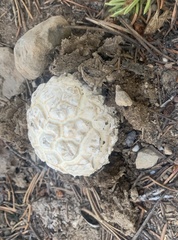 Calvatia sculpta