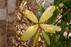 Loeseneriella