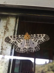 Pogonopygia nigralbata